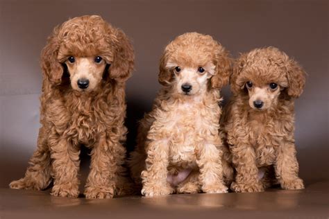 minipuddel|Miniature Poodle Dog Breed: Info, Pictures, Care, Traits & More